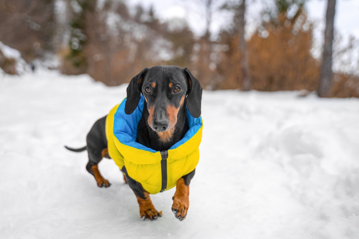 Complete Analysis On Mini Dachshund Jackets