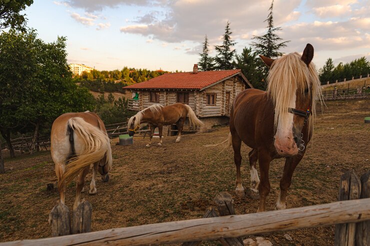 Horse Ranches – An Overview